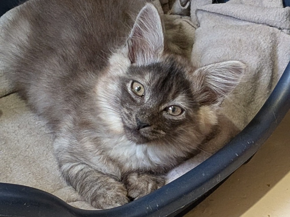Animal à l'adoption