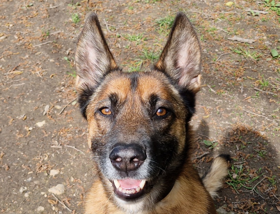 Animal à l'adoption