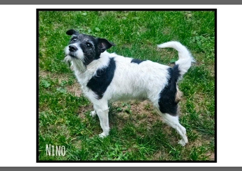 Nino