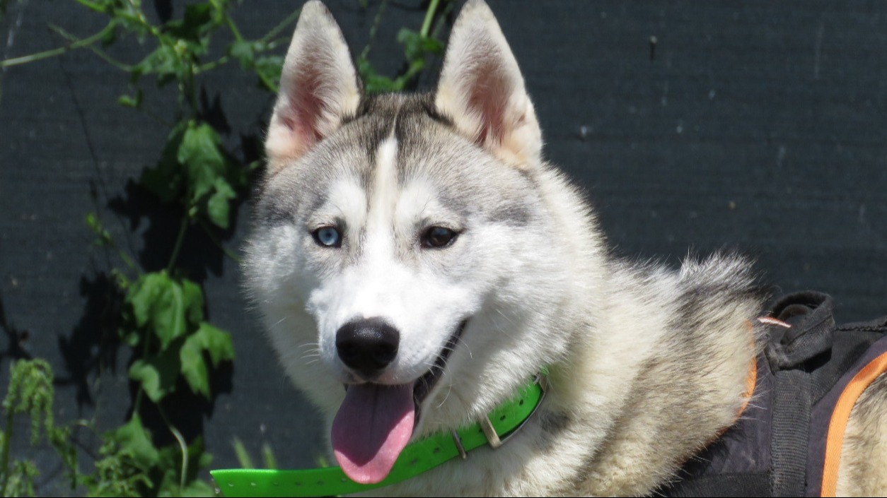 Niska