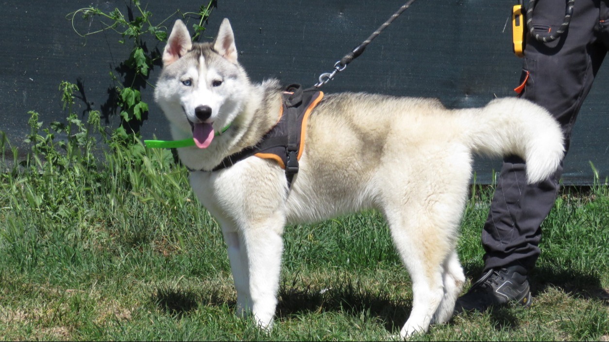 Photo de Niska