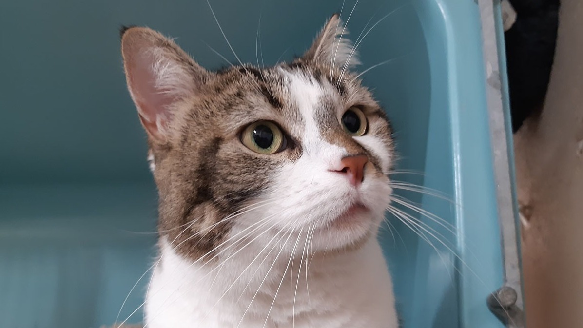 Animal à l'adoption