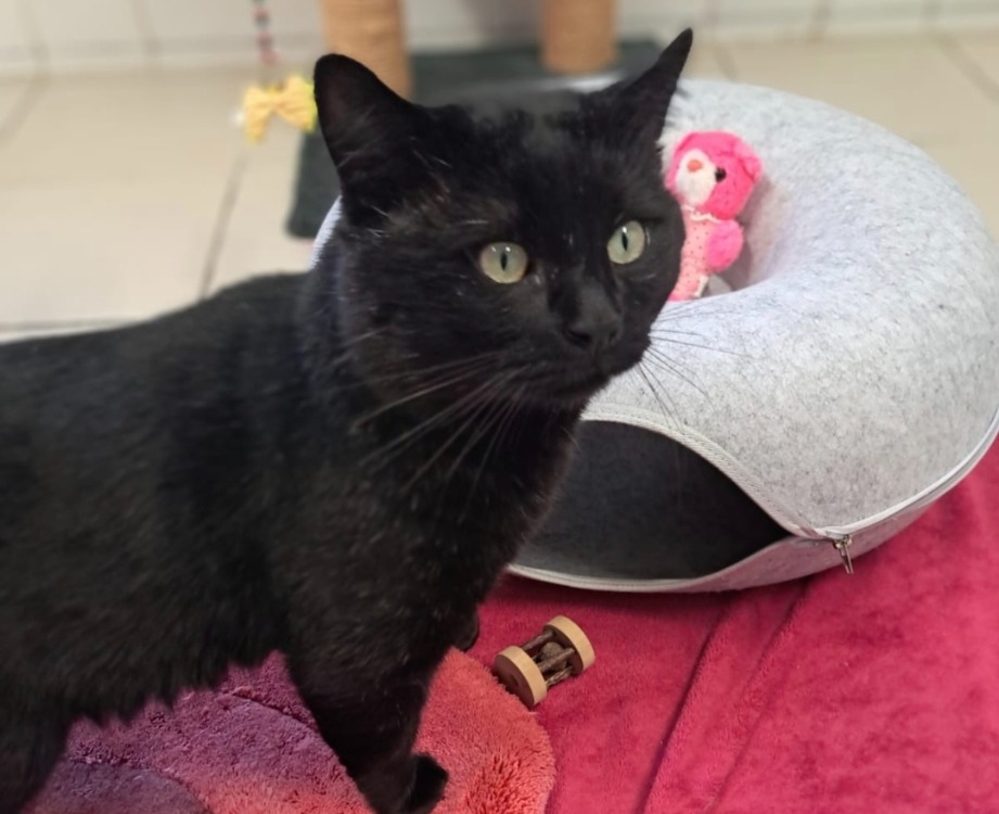 Animal à l'adoption
