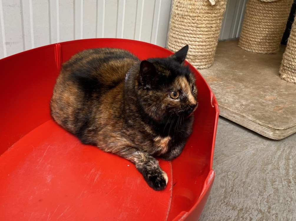Animal à l'adoption