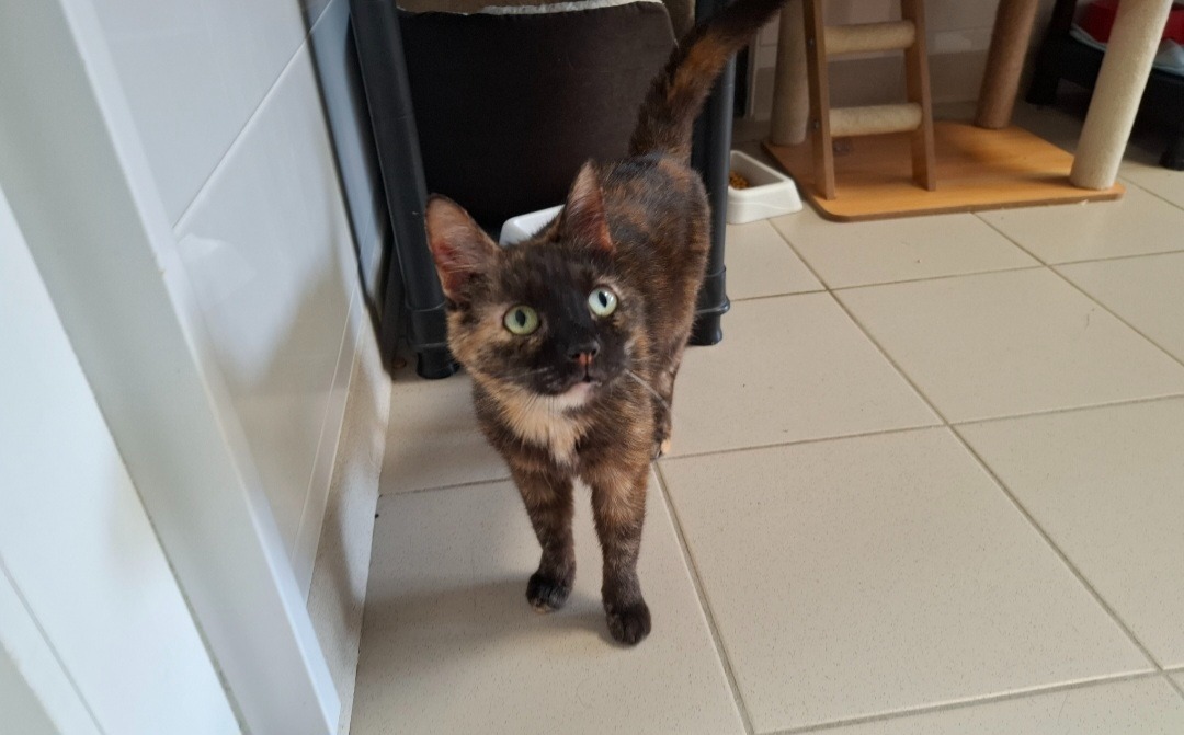 Noisette