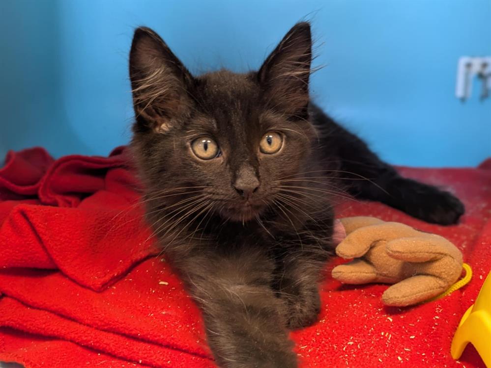 Animal à l'adoption