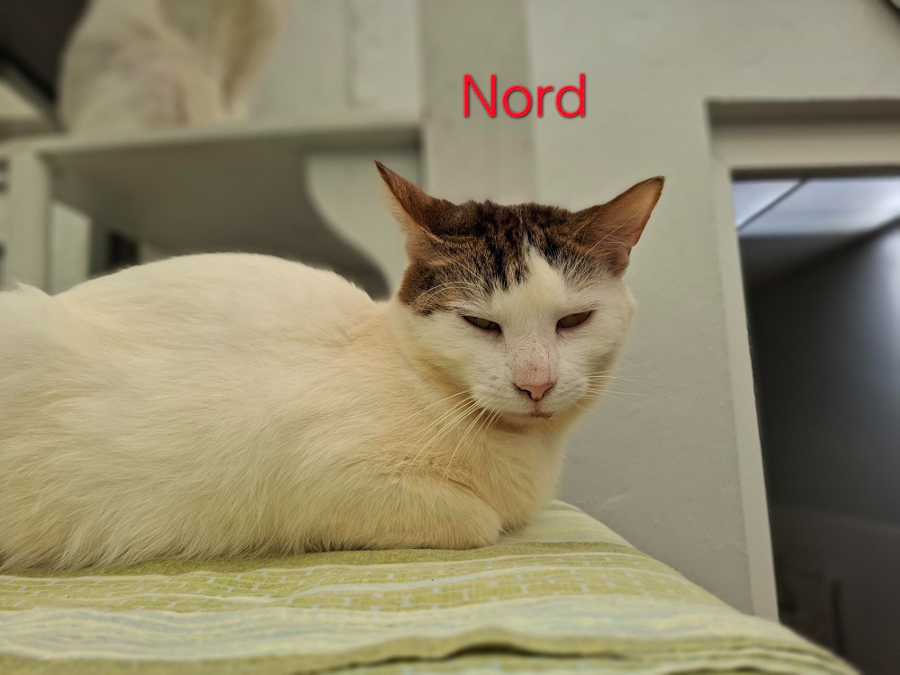 Animal à l'adoption