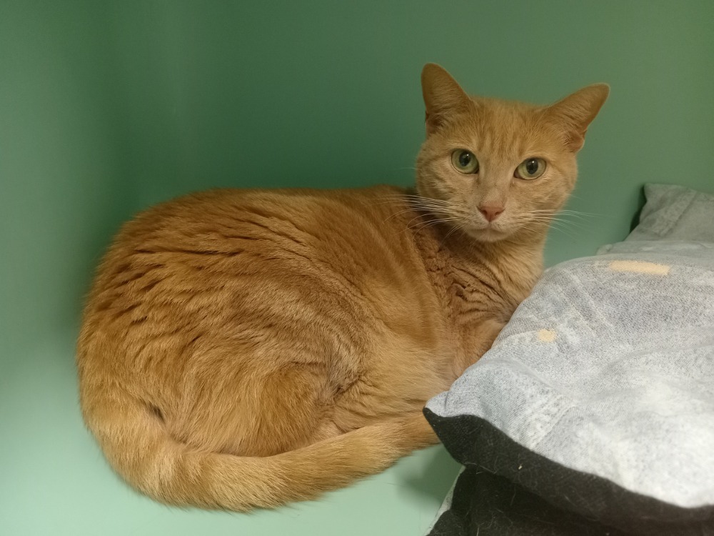 Animal à l'adoption