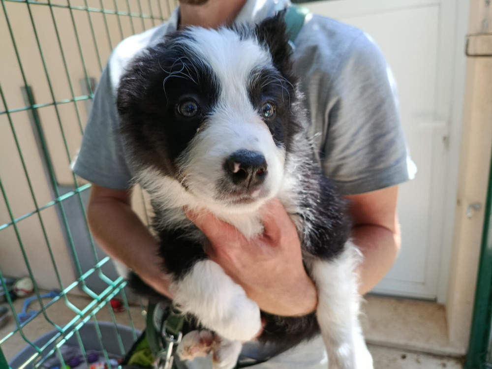 Animal à l'adoption