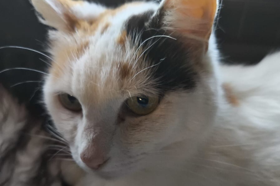 Animal à l'adoption