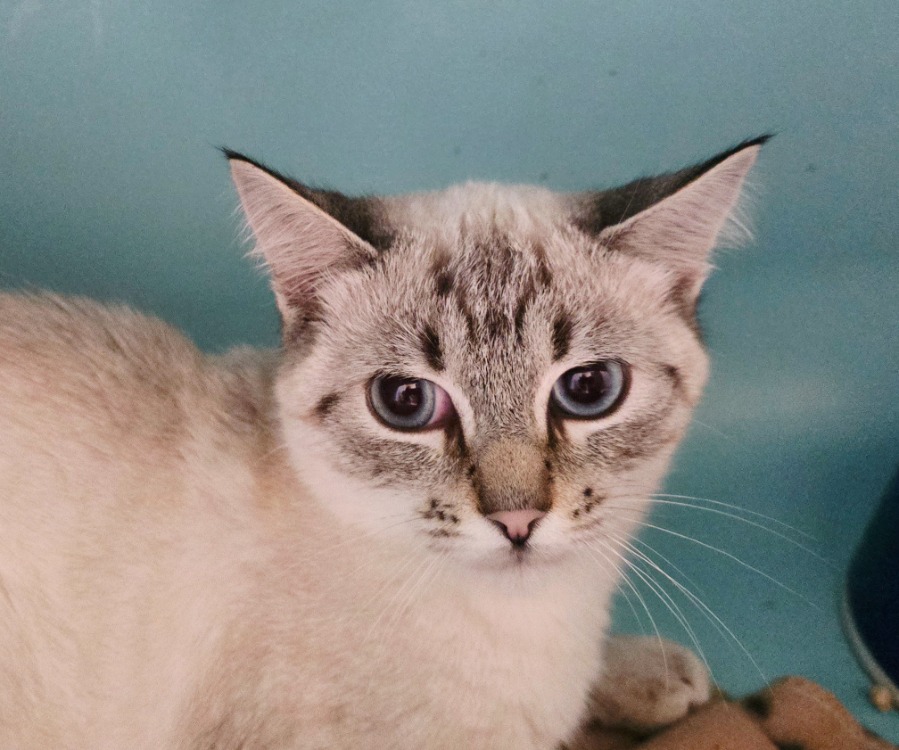 Animal à l'adoption
