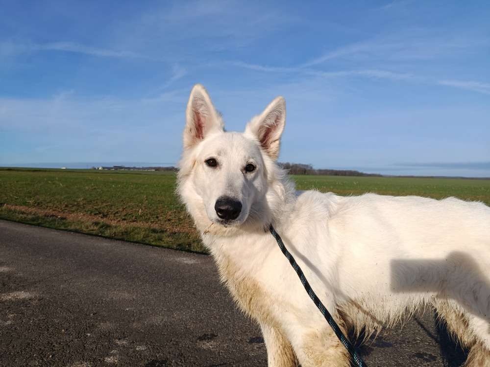 Animal à l'adoption