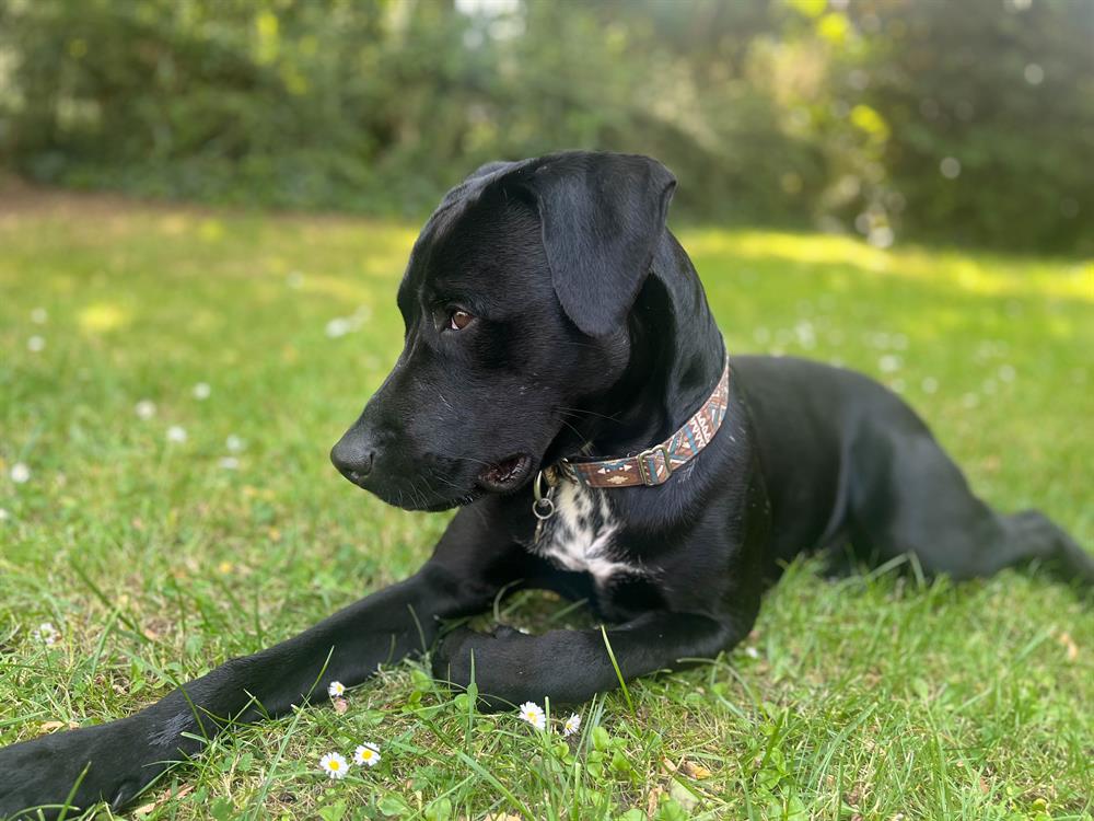 Photo de Nox