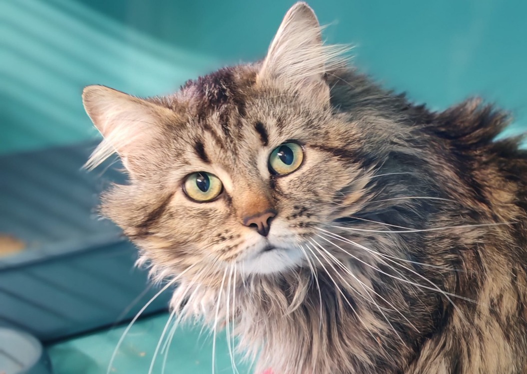 Animal à l'adoption