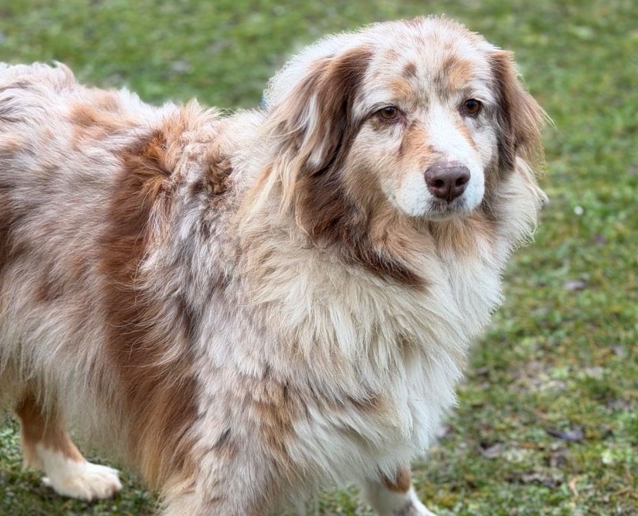 Animal à l'adoption