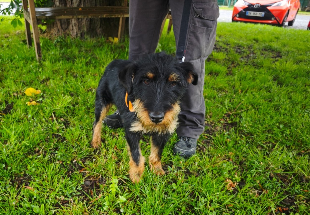 Animal à l'adoption
