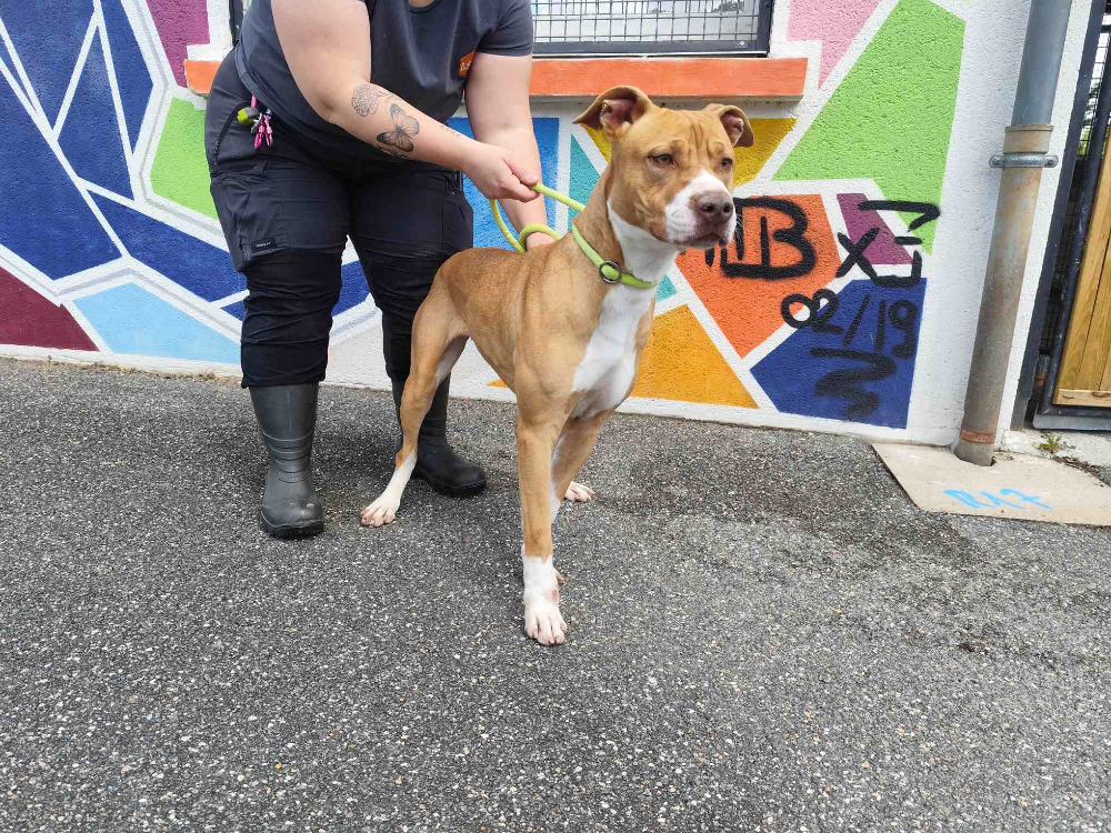 Animal à l'adoption