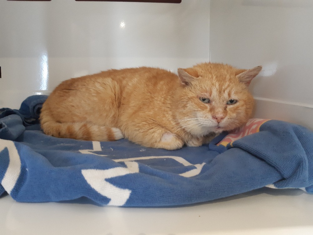 Obelix (fiv+)