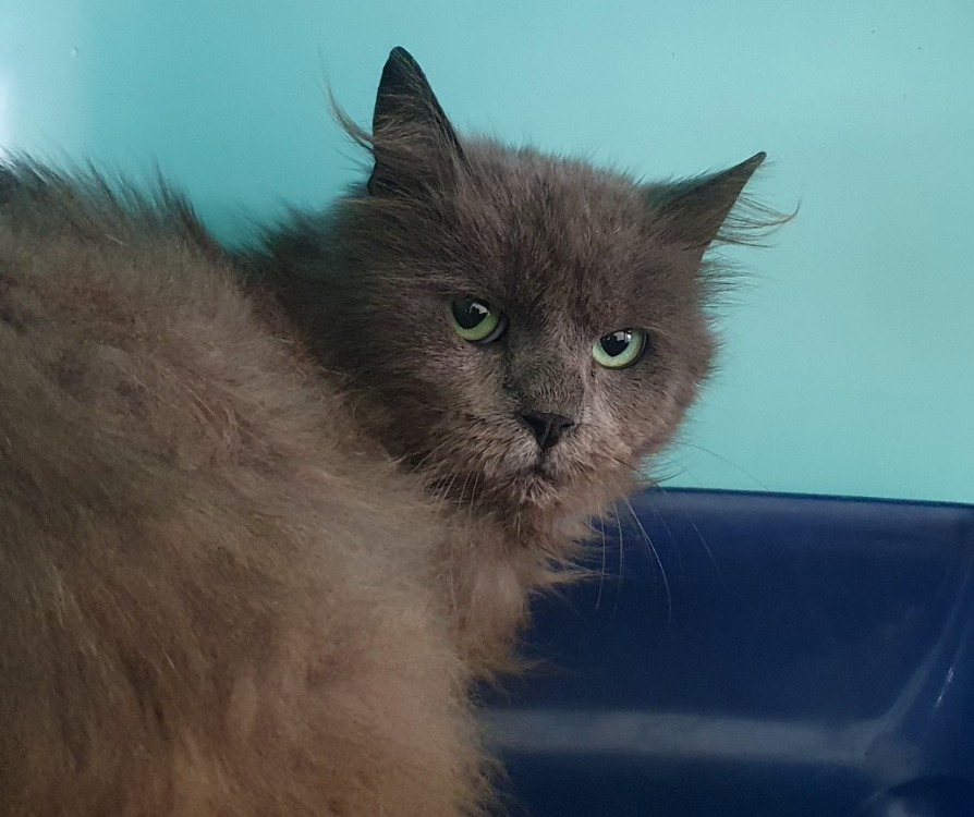 Animal à l'adoption
