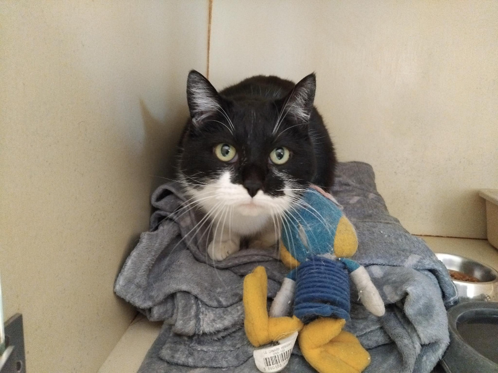 Animal à l'adoption