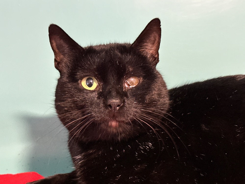 Animal à l'adoption