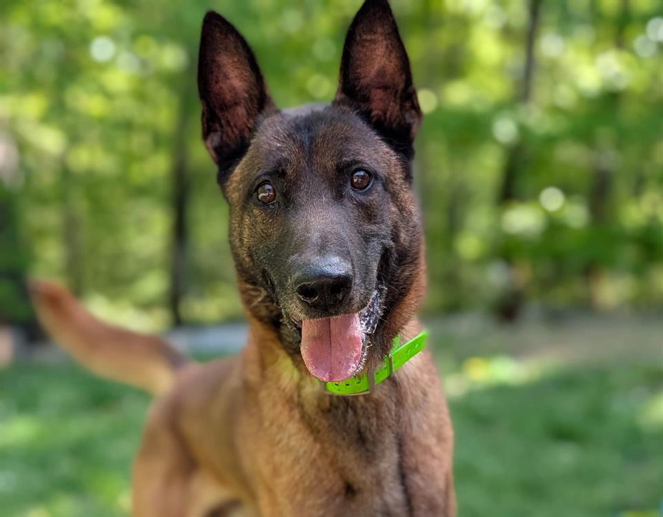 Animal à l'adoption