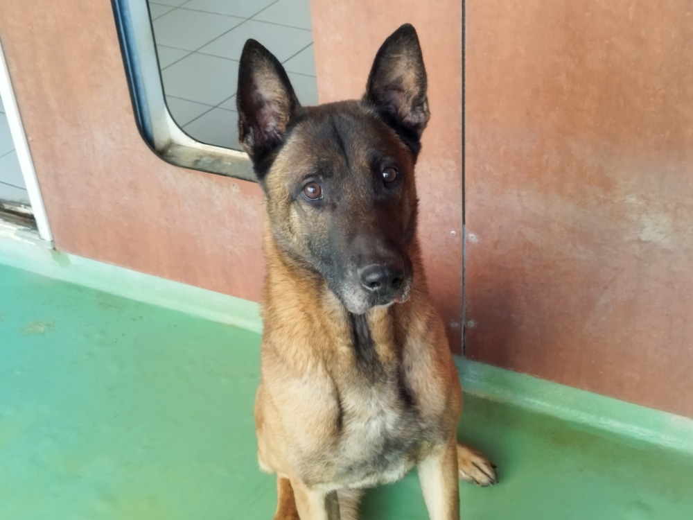 Photo de Olaf