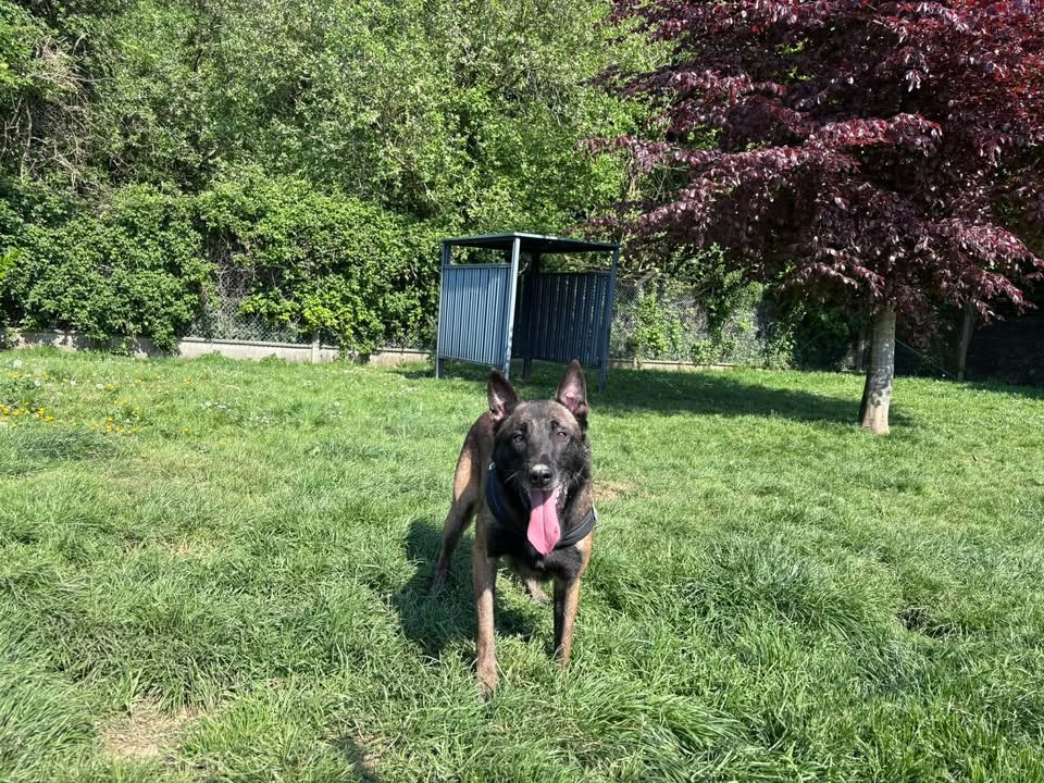 Animal à l'adoption