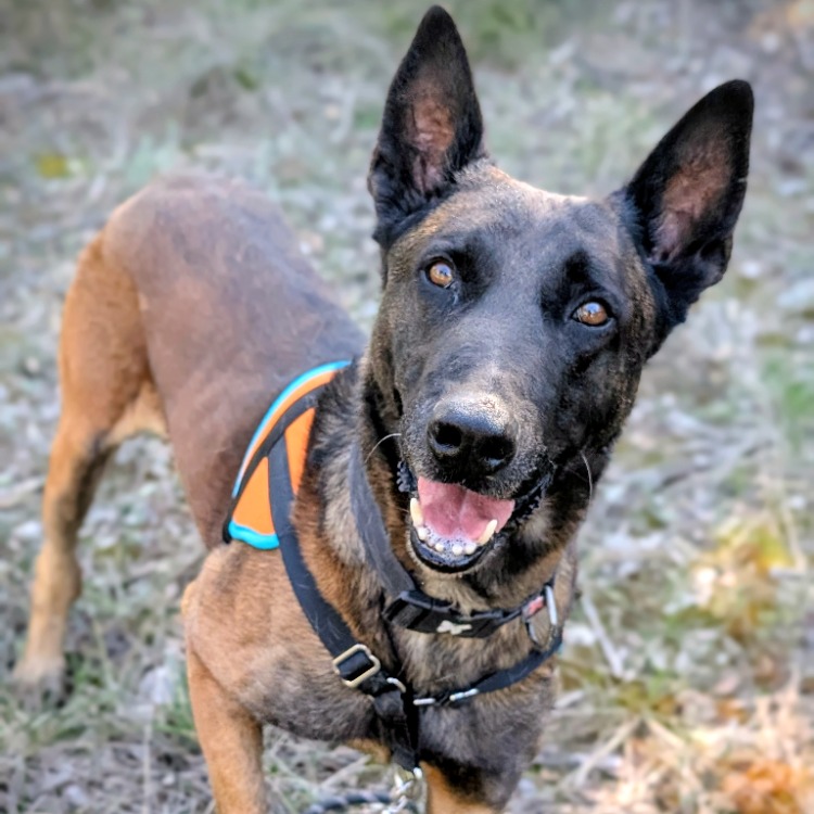 Animal à l'adoption