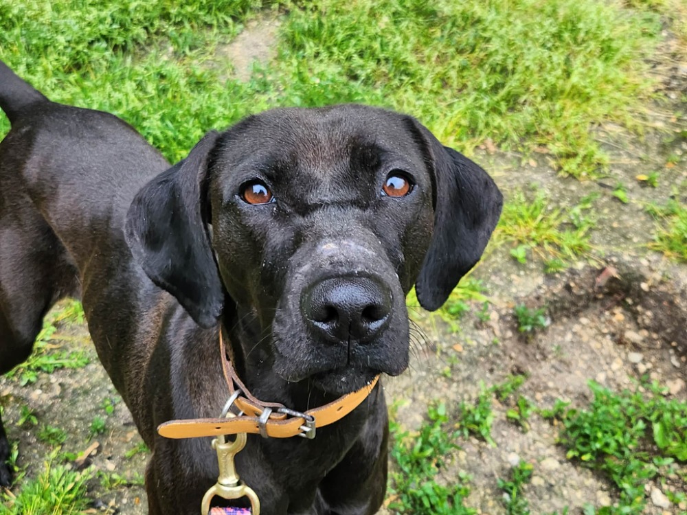 Animal à l'adoption