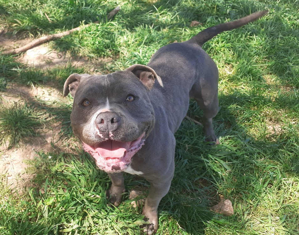Animal à l'adoption