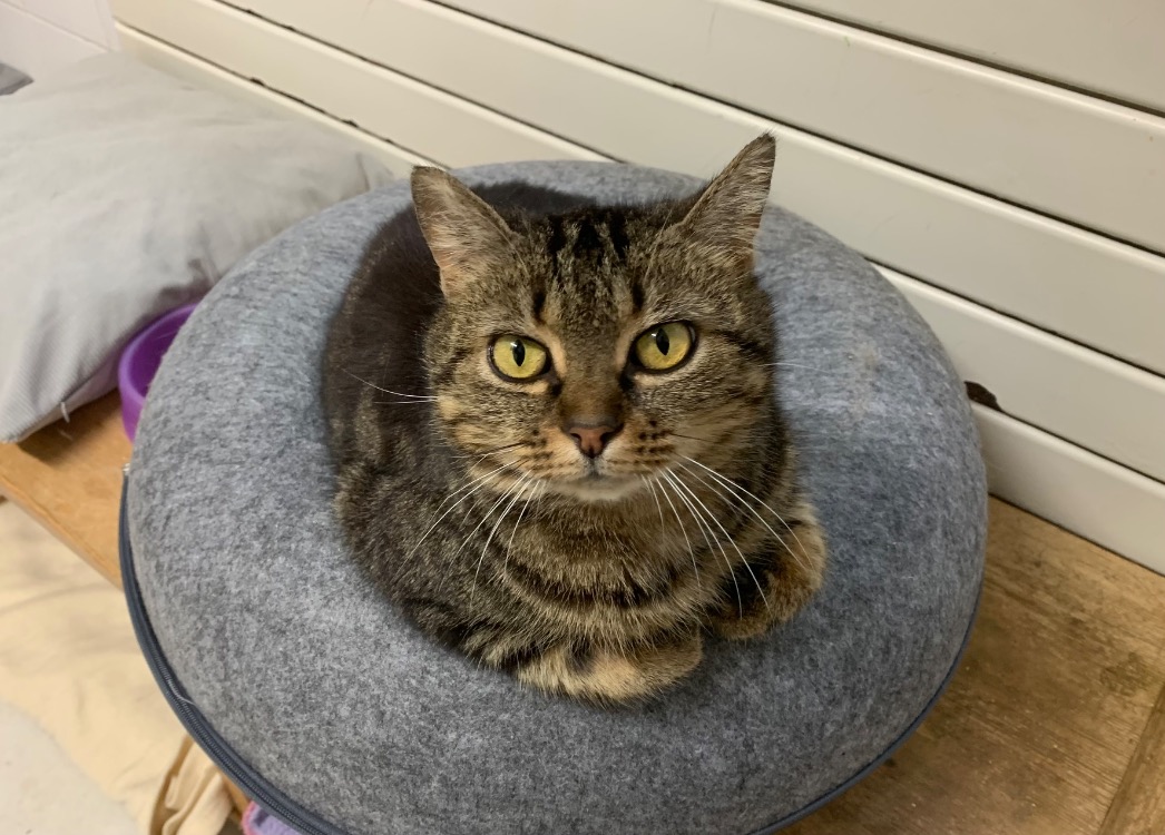 Animal à l'adoption