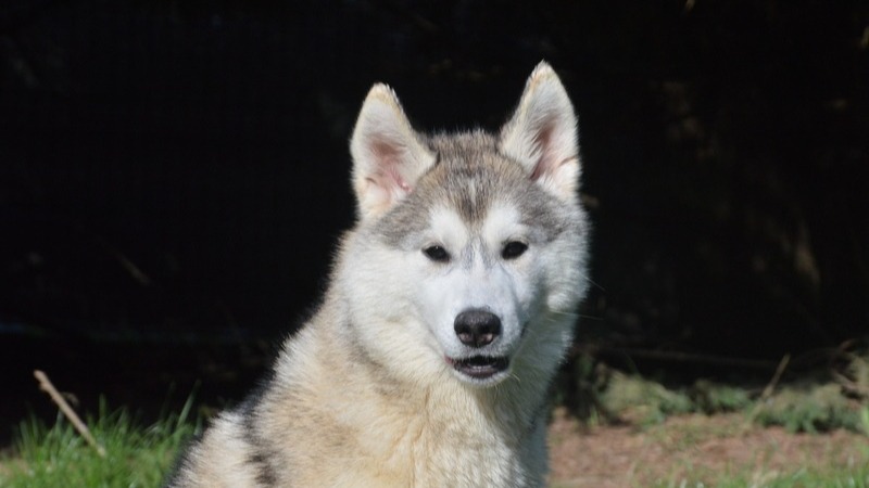 Animal à l'adoption