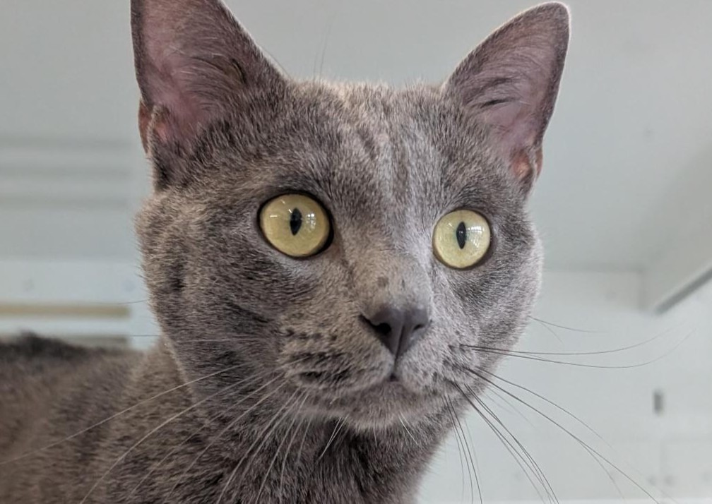 Animal à l'adoption