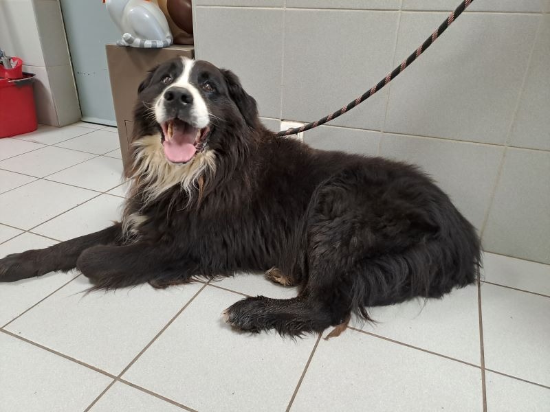 Animal à l'adoption