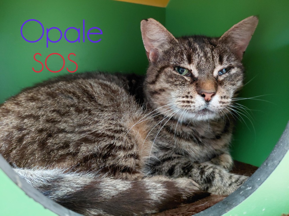 Animal à l'adoption