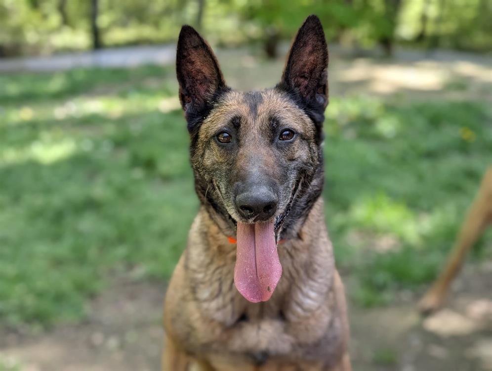 Animal à l'adoption