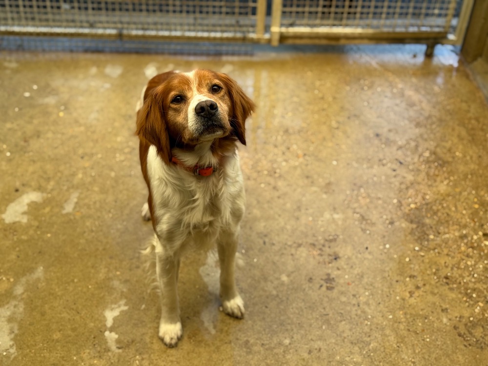 Animal à l'adoption