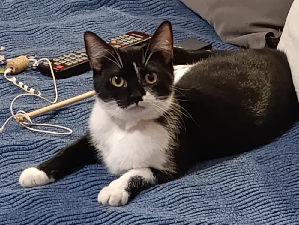 Animal à l'adoption