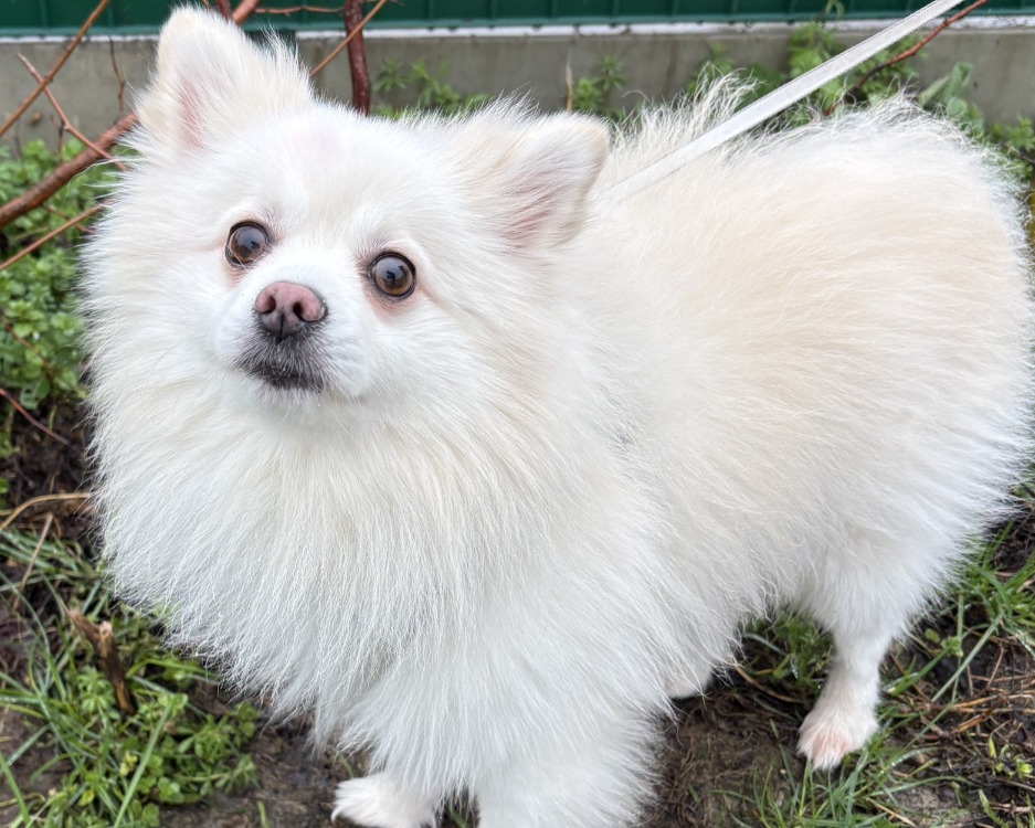Animal à l'adoption