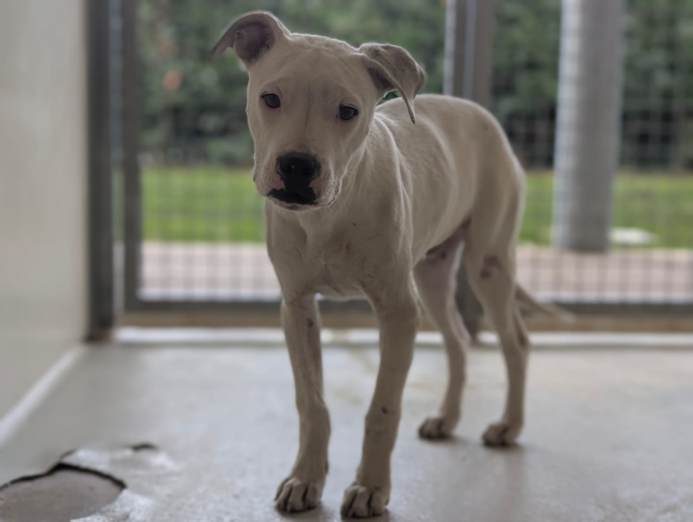 Animal à l'adoption