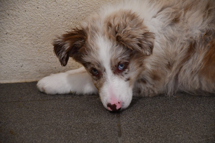 Animal à l'adoption
