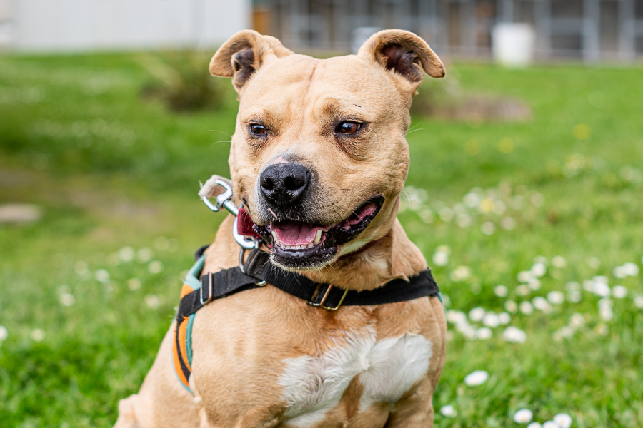 Animal à l'adoption