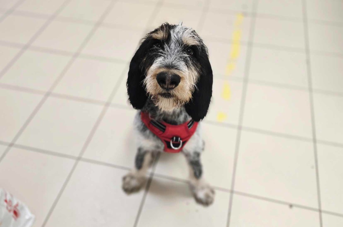 Animal à l'adoption
