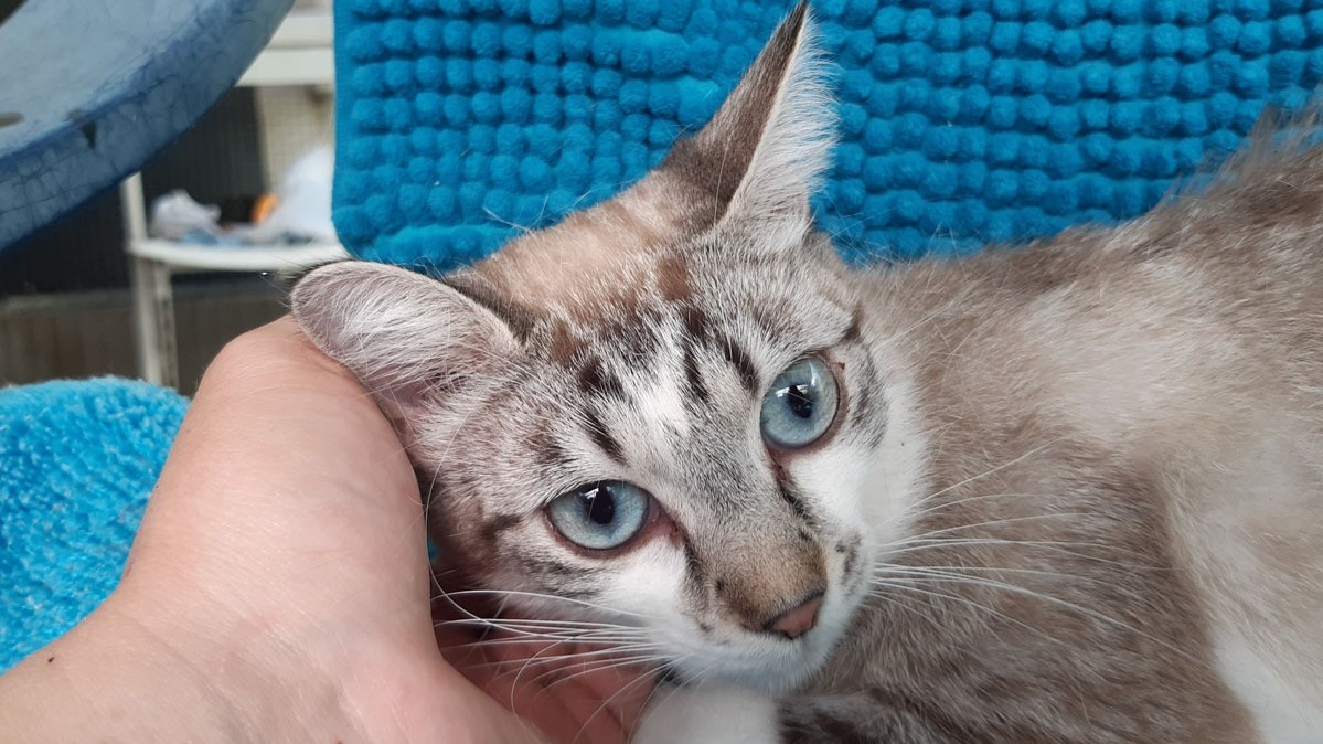 Animal à l'adoption