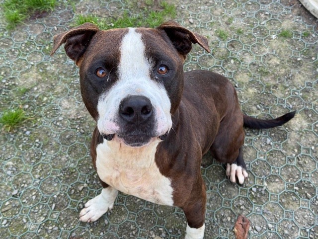 Animal à l'adoption