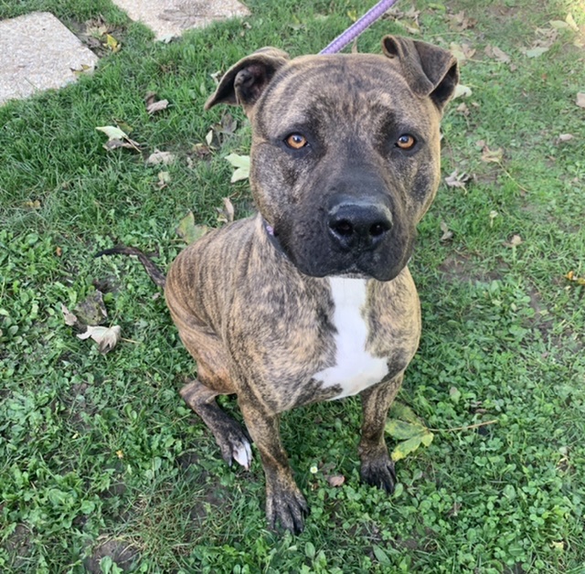 Animal à l'adoption