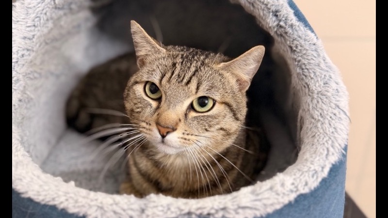 Animal à l'adoption