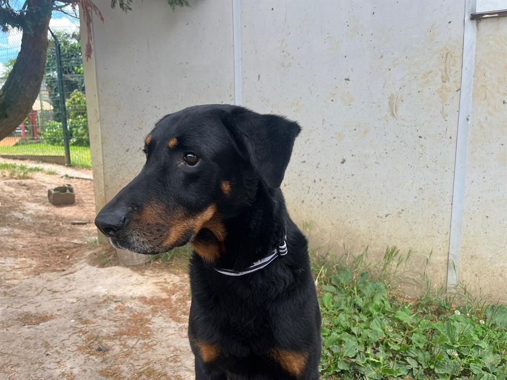 Animal à l'adoption