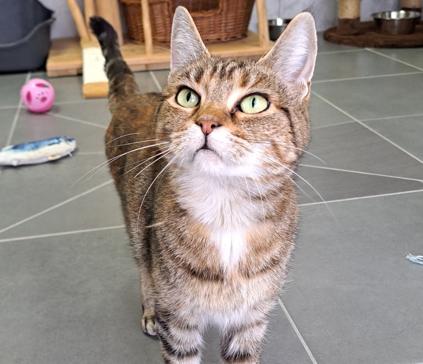 Animal à l'adoption